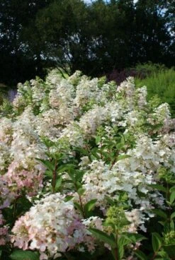 Pluimhortensia (Hydrangea Paniculata 'Unique') -Aanbiedingen Groene Hekken Winkel 20120225112833 5 2