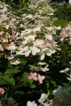 Pluimhortensia (Hydrangea Paniculata 'Unique') -Aanbiedingen Groene Hekken Winkel 20120225112900 5