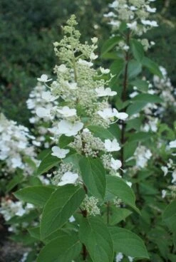 Pluimhortensia (Hydrangea Paniculata 'Tardiva') -Aanbiedingen Groene Hekken Winkel 20120225115936 2 1