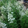 Pluimhortensia (Hydrangea Paniculata 'Tardiva') -Aanbiedingen Groene Hekken Winkel 20120225120022 2 1