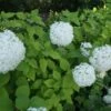 Hortensia (Hydrangea Arborescens 'Grandiflora') -Aanbiedingen Groene Hekken Winkel 20120225121356 1 1