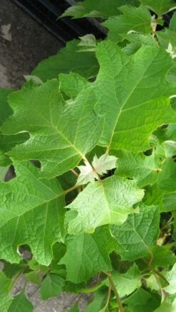 Eikenbladhortensia (Hydrangea Quercifolia) -Aanbiedingen Groene Hekken Winkel 20120225121709 6