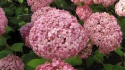 Hortensia (Hydrangea 'Pink Annabelle') -Aanbiedingen Groene Hekken Winkel 20120225121833 1