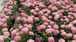 Hortensia (Hydrangea 'Pink Annabelle') -Aanbiedingen Groene Hekken Winkel 20120225121900 1