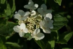 Pluimhortensia (Hydrangea Paniculata 'Dart's Little Dot') -Aanbiedingen Groene Hekken Winkel 20120225125718 4