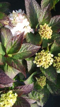 Hortensia (Hydrangea 'Preziosa') 10 Hortensia (Hydrangea 'Preziosa') -Aanbiedingen Groene Hekken Winkel 20120225171730 2