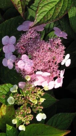 Hortensia (Hydrangea Macrophylla 'Mariesii Perfecta') -Aanbiedingen Groene Hekken Winkel 20120225172242 2 1