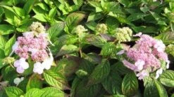 Hortensia (Hydrangea Macrophylla 'Mariesii Perfecta') -Aanbiedingen Groene Hekken Winkel 20120225172323 2 1