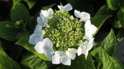 Hortensia (Hydrangea Macrophylla 'Lanarth White') -Aanbiedingen Groene Hekken Winkel 20120225172724 4 1