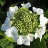 Hortensia (Hydrangea Macrophylla 'Teller White') -Aanbiedingen Groene Hekken Winkel 20120225173140 4