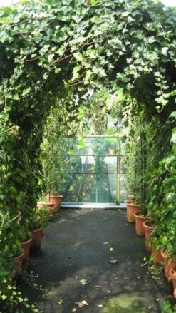 Klimop In Boogvorm (Hedera Hibernica) 7 Klimop In Boogvorm (Hedera Hibernica) -Aanbiedingen Groene Hekken Winkel 20120226104942 1