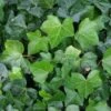 Klimop Als Prieel (Hedera Hibernica) -Aanbiedingen Groene Hekken Winkel 20120226105214 1