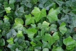Klimop Als Prieel (Hedera Hibernica)