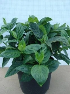 Hortensia (Hydrangea Macrophylla 'Lanarth White') -Aanbiedingen Groene Hekken Winkel 20120305134546 4 1