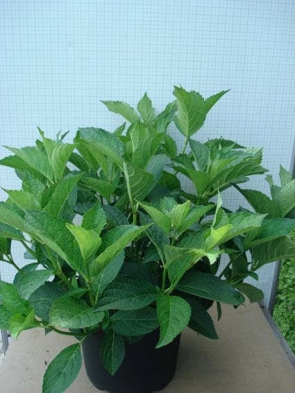 Hortensia (Hydrangea Macrophylla 'Soeur Therese') 4 Hortensia (Hydrangea Macrophylla 'Soeur Therese') - Afbeelding 2