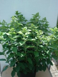 Pluimhortensia (Hydrangea Paniculata 'Unique') -Aanbiedingen Groene Hekken Winkel 20120305135303 5