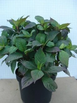 Hortensia (Hydrangea 'Preziosa') 11 Hortensia (Hydrangea 'Preziosa') -Aanbiedingen Groene Hekken Winkel 20120305135330 2