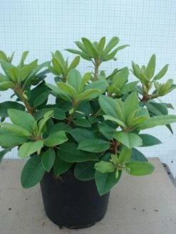 Rhododendron (Rhododendron Catawbiense 'Boursault') -Aanbiedingen Groene Hekken Winkel 20120305135536 2 1