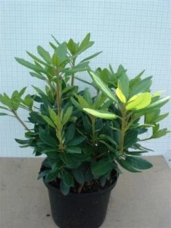 Rhododendron (Rhododendron Catawbiense 'Grandiflorum') 19 Rhododendron (Rhododendron Catawbiense 'Grandiflorum') -Aanbiedingen Groene Hekken Winkel 20120305135657 13 1