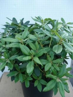 Rhododendron (Rhododendron 'Percy Wiseman') -Aanbiedingen Groene Hekken Winkel 20120305140017 1