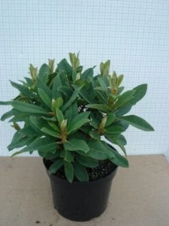 Rhododendron (Rhododendron 'Red Jack') -Aanbiedingen Groene Hekken Winkel 20120305140117 2