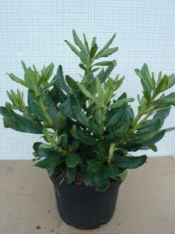 Rhododendron (Rhododendron 'Nova Zembla') -Aanbiedingen Groene Hekken Winkel 20120305140253 7 1