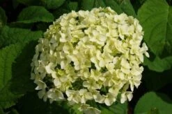 Hortensia (Hydrangea 'Strong Annabelle') -Aanbiedingen Groene Hekken Winkel 20120716105647 1