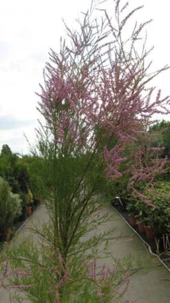 Tamarisk (Tamarix Ramosissima) -Aanbiedingen Groene Hekken Winkel 20120821144844 3