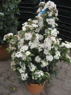 Groenblijvende Sneeuwbal (Viburnum Tinus 'Eve Price') -Aanbiedingen Groene Hekken Winkel 20120821145045 50 10