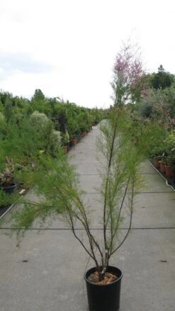 Tamarisk (Tamarix Ramosissima) -Aanbiedingen Groene Hekken Winkel 20120821153712 3