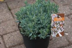 Lavendelheide (Andromeda Polifolia 'Blue Ice') -Aanbiedingen Groene Hekken Winkel 20120920104257 1 1