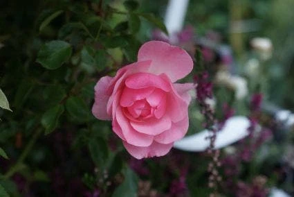 Trosroos (Rosa 'Bonica 82') 5 Trosroos (Rosa 'Bonica 82') - Afbeelding 3