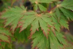 Japanse Esdoorn (Acer Japonicum 'Aconitifolium') -Aanbiedingen Groene Hekken Winkel 20121003154202 10