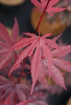 Japanse Esdoorn (Acer Palmatum 'Bloodgood') -Aanbiedingen Groene Hekken Winkel 20121003154404 12 1