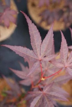 Japanse Esdoorn (Acer Palmatum 'Bloodgood') -Aanbiedingen Groene Hekken Winkel 20121003154430 12