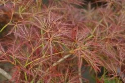 Japanse Esdoorn (Acer Palmatum 'Ornatum') -Aanbiedingen Groene Hekken Winkel 20121003155024 10