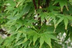 Japanse Esdoorn (Acer Palmatum 'Sangokaku') -Aanbiedingen Groene Hekken Winkel 20121003155550 9