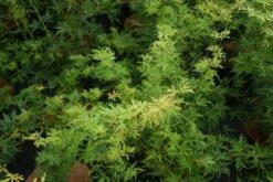 Japanse Esdoorn (Acer Palmatum 'Seiryu') -Aanbiedingen Groene Hekken Winkel 20121003155629 6 1