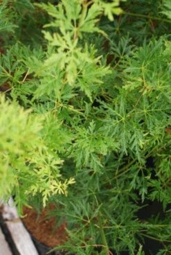 Japanse Esdoorn (Acer Palmatum 'Seiryu') -Aanbiedingen Groene Hekken Winkel 20121003155652 6
