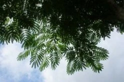 Perzische Slaapboom Als Struik (Albizia Julibrissin 'Ombrella') 15 Perzische Slaapboom Als Struik (Albizia Julibrissin 'Ombrella') -Aanbiedingen Groene Hekken Winkel 20121003160650 4