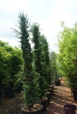 Zuilvormige Ceder (Cedrus Libani 'Fastigiata') 22 Zuilvormige Ceder (Cedrus Libani 'Fastigiata') -Aanbiedingen Groene Hekken Winkel 20121003161759 10 1