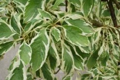 Reuzenkornoelje (Cornus Controversa 'Variegata') -Aanbiedingen Groene Hekken Winkel 20121003162215 7