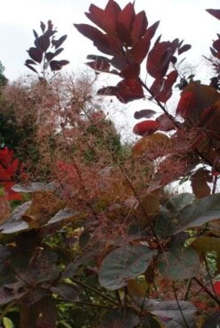 Pruikenboom (Cotinus 'Grace') -Aanbiedingen Groene Hekken Winkel 20121003162407 3