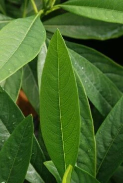 Papierstruik (Edgeworthia Chrysantha) -Aanbiedingen Groene Hekken Winkel 20121003163456 3
