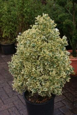 Kardinaalshoed Als Pyramide (Euonymus Japonicus 'Bravo') -Aanbiedingen Groene Hekken Winkel 20121003163723 3