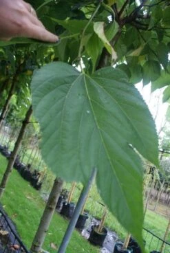 Dakmoerbei (Morus Alba 'Macrophylla') -Aanbiedingen Groene Hekken Winkel 20121009162133 9