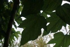 Dakmoerbei (Morus Alba 'Macrophylla') -Aanbiedingen Groene Hekken Winkel 20121009162148 9 1