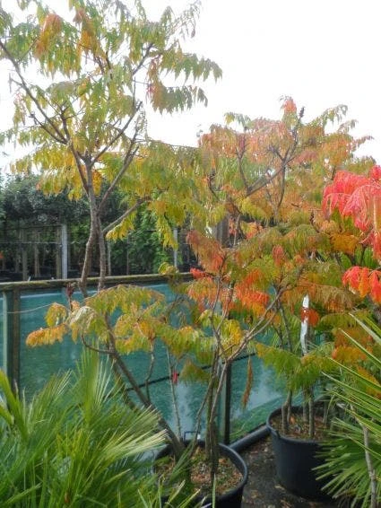 Fluweelboom, Struik (Rhus Typhina 'Dissecta' (Laciniata)) 7 Fluweelboom, Struik (Rhus Typhina 'Dissecta' (Laciniata)) - Afbeelding 5