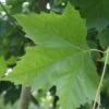 Plataan (Platanus Hispanica)