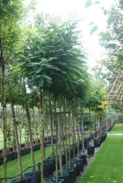 Bolacacia (Robinia Pseudoacacia 'Umbraculifera') -Aanbiedingen Groene Hekken Winkel 20121016132039 24